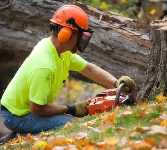 tree services North Lynbrook